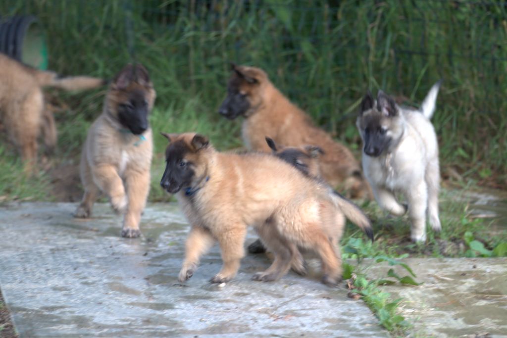 Chiots disponibles