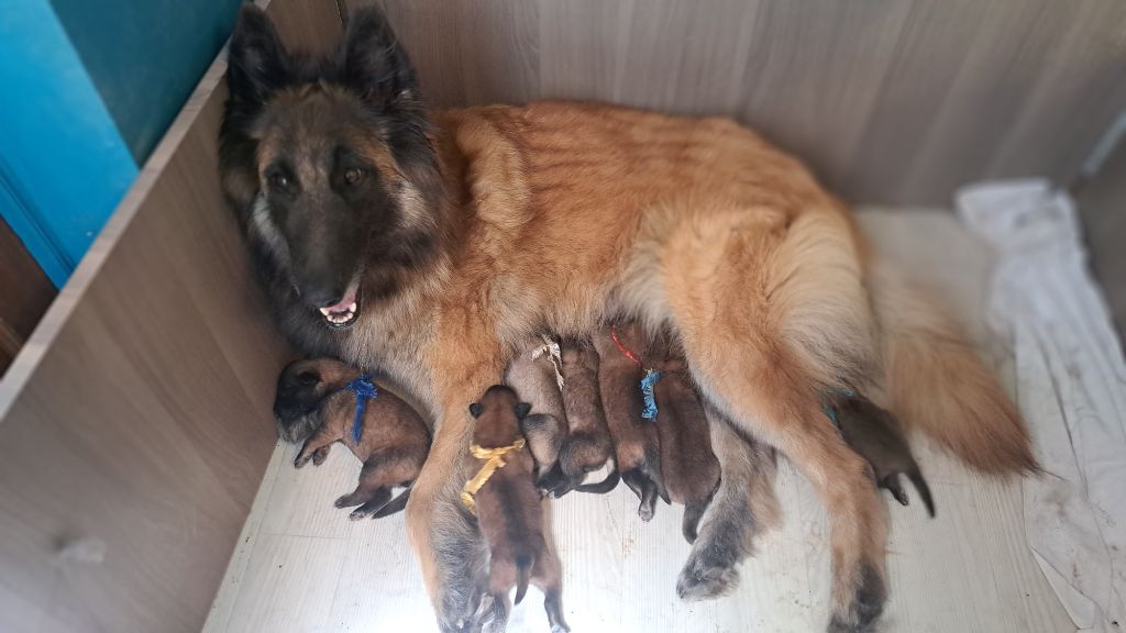 Chiots disponibles à la réservation
