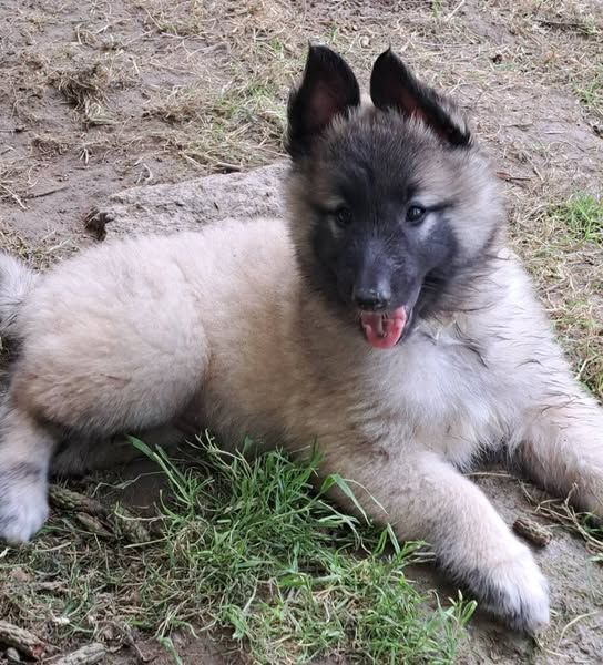 Du Château Médiéval - Chiots disponibles - Berger Belge