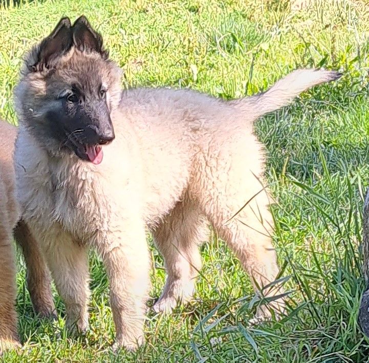Du Château Médiéval - Chiots disponibles - Berger Belge
