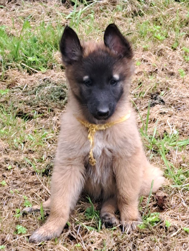 Du Château Médiéval - Chiots disponibles - Berger Belge