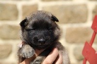 CHIOT sable collier rose