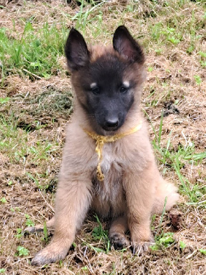 AYA Femelle fauve collier jaune
