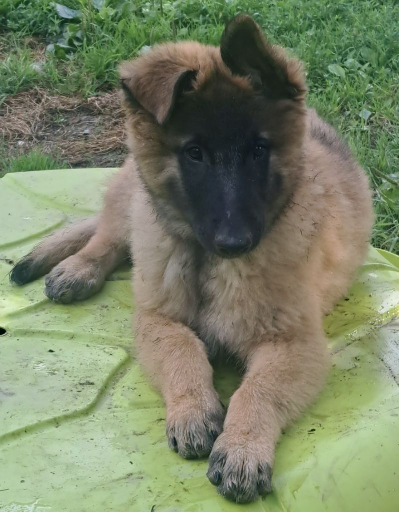 Du Château Médiéval - Chiots disponibles - Berger Belge